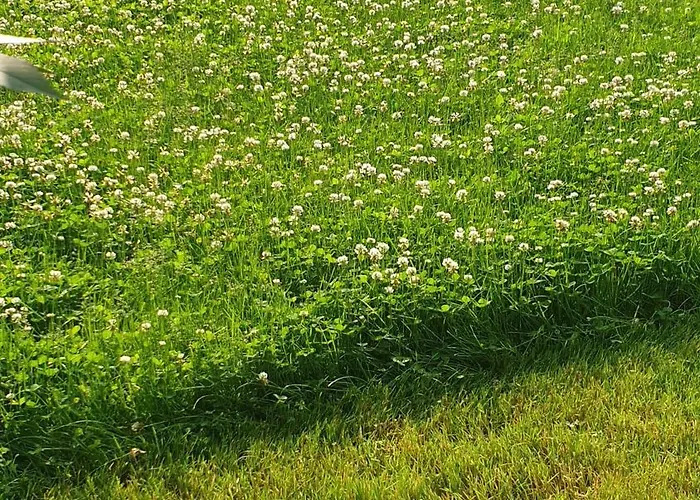 White Przy Wyspie Opatowickiej Privat bolig *